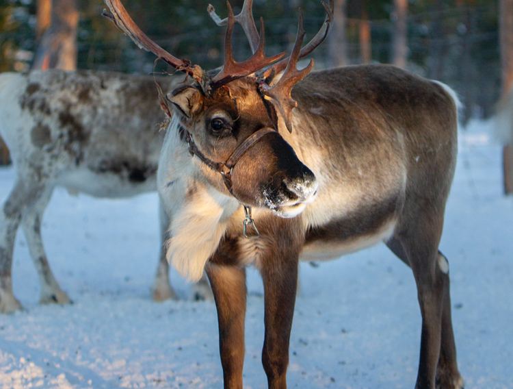 Rentiere in Finnisch Lappland