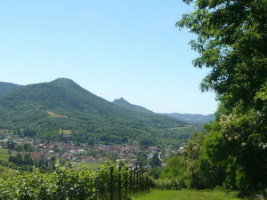 Pfälzer Hüttentour Weinberge